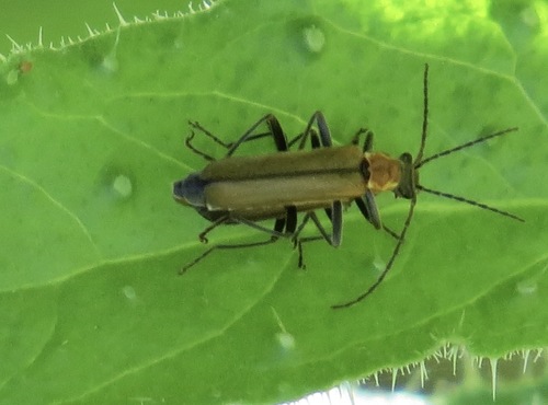Podabrus lutosus