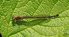 Ischnura cervula