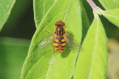 Parhelophilus obsoletus