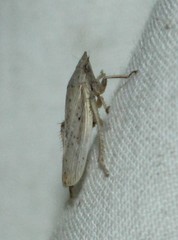 Prairiana