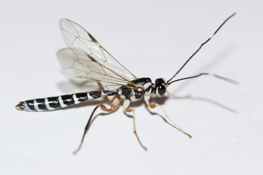 Rhyssa lineolata
