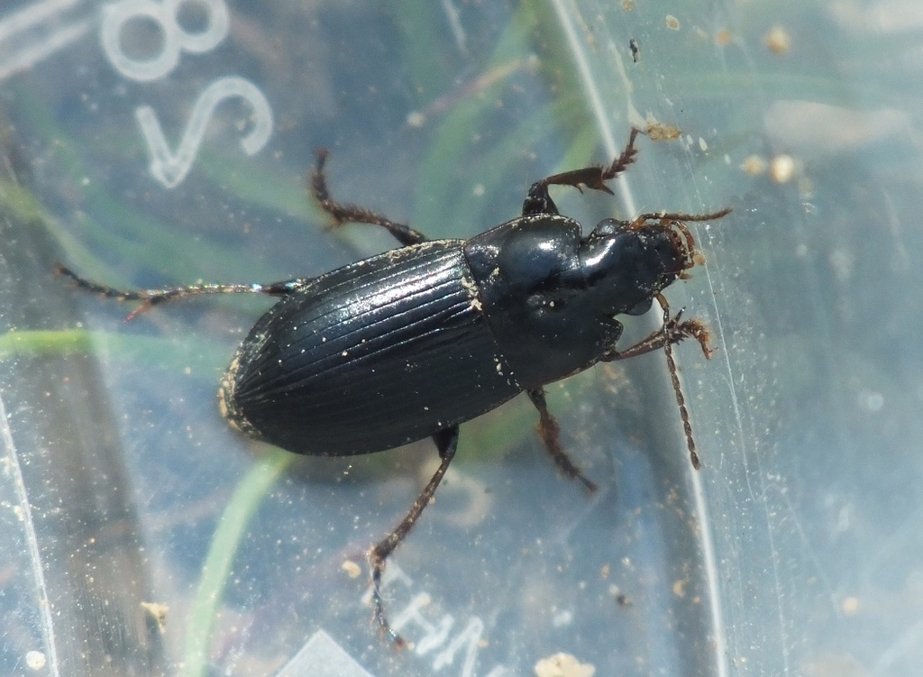 Harpalus hirtipes