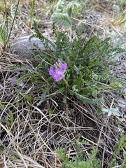 Oxytropis borealis