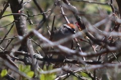 Spizella passerina passerina