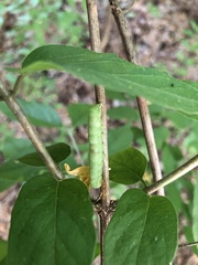 Orthosia hibisci
