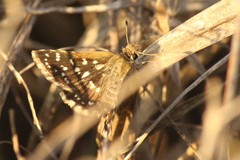 Spialia galba
