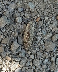 Texania campestris