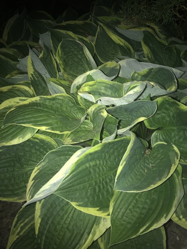 photo of Hostas (Hosta)