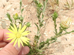 Xanthisma texanum drummondii