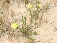 Xanthisma texanum drummondii