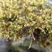 Sanionia uncinata symmetrica - Photo (c) Andrew Simon, μερικά δικαιώματα διατηρούνται (CC BY-NC), uploaded by Andrew Simon