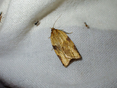 Clepsis spectrana