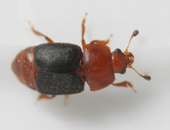 Caplothorax melanopterus