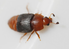 Caplothorax melanopterus