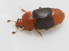 Caplothorax melanopterus