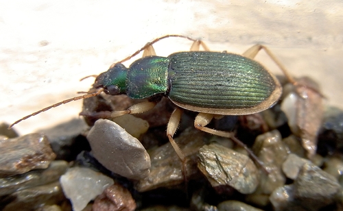 Chlaenius velutinus