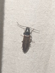 Acteniceromorphus sagiticollis