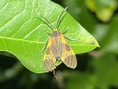 Dycladia