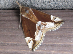 Hypena nigrobasalis