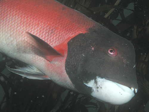 California Sheephead