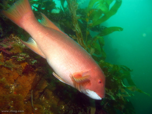 California Sheephead