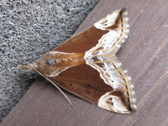 Hypena nigrobasalis