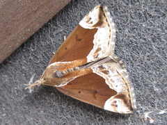 Hypena nigrobasalis