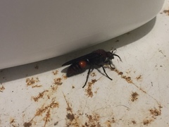 Timulla compressicornis