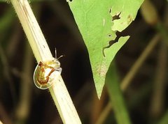 Aspidimorpha furcata