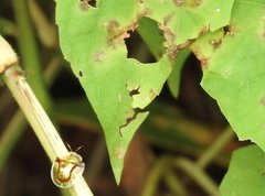 Aspidimorpha furcata