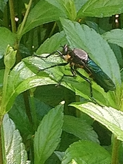 Microstylum oberthurii