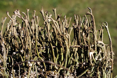 Cladonia rei
