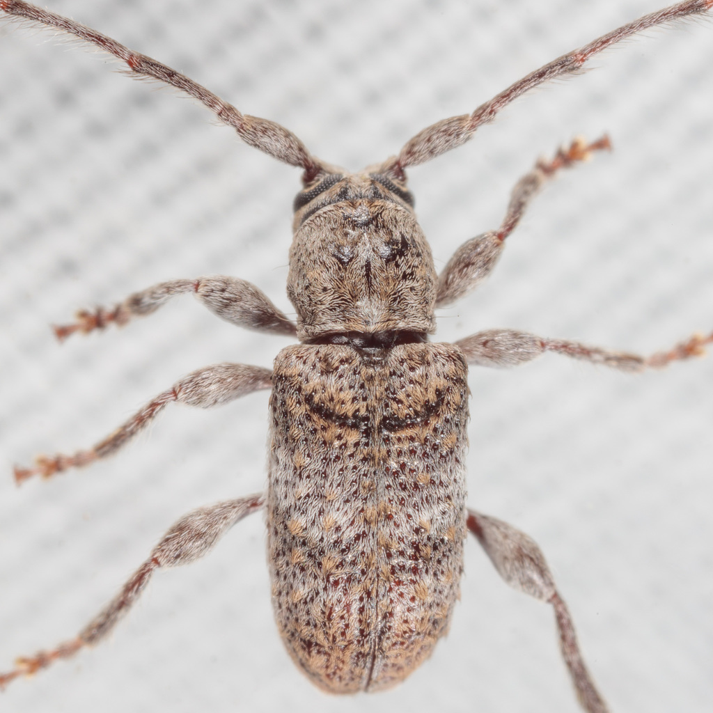 Rough-coated Longhorned Beetle