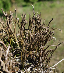 Cladonia rei
