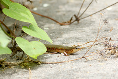 Plestiodon chinensis