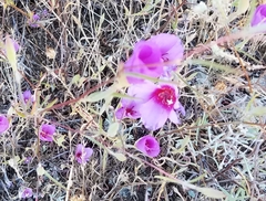 Clarkia rubicunda