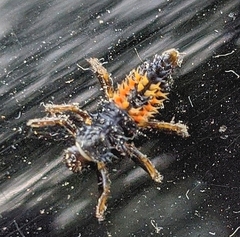Harmonia axyridis