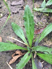 Plantago varia