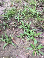 Plantago varia