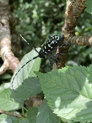 Anoplophora macularia