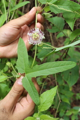 Passiflora exsudans
