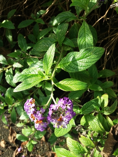 Image of Heliotropium arborescens by (c) eyrezer, some rights reserved (CC BY)