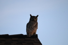 Bubo virginianus lagophonus