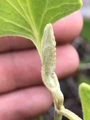 Eupatorium mikanioides