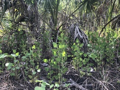 Eupatorium mikanioides