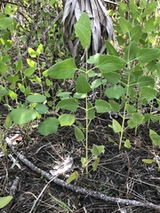 Eupatorium mikanioides