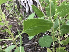 Eupatorium mikanioides