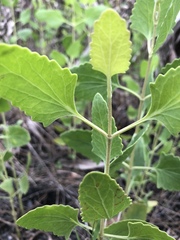 Eupatorium mikanioides