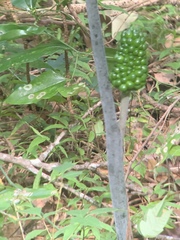 Arisaema dracontium