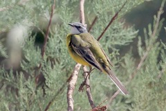 Motacilla flava iberiae